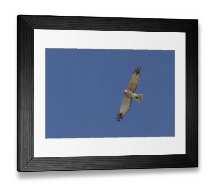 Framed Print : Eastern Marsh Harrier (Circus spilonotus) male flying