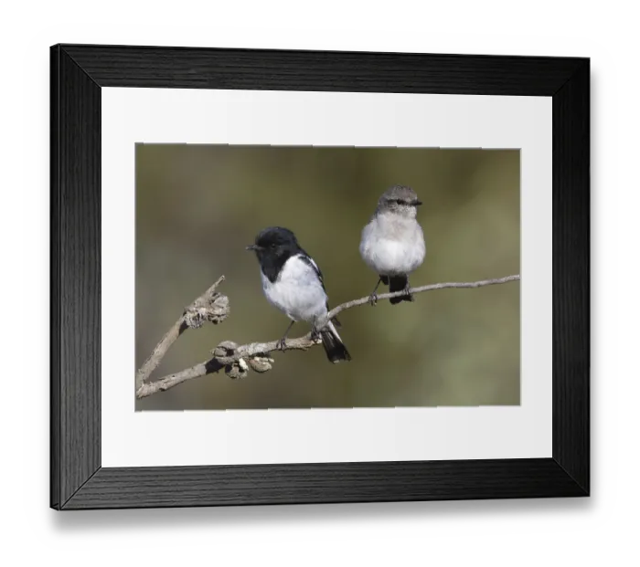 Framed Print : Hooded Robin (Melanodryas cucullata) pair