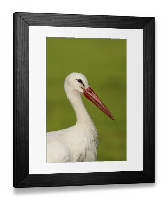 Framed Print : White Stork (Ciconia ciconia) female foraging Framed Print : White Stork (Ciconia ciconia) female foraging