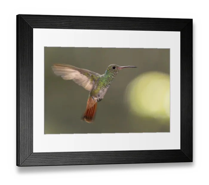 Framed Print : Rufous-tailed Hummingbird (Amazilia tzacatl) flying