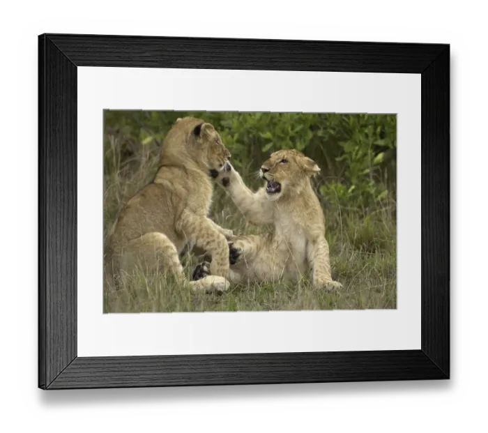 Framed Print : African Lion (Panthera leo) two cubs indulge in a funfight Framed Print : African Lion (Panthera leo) two cubs indulge in a funfight