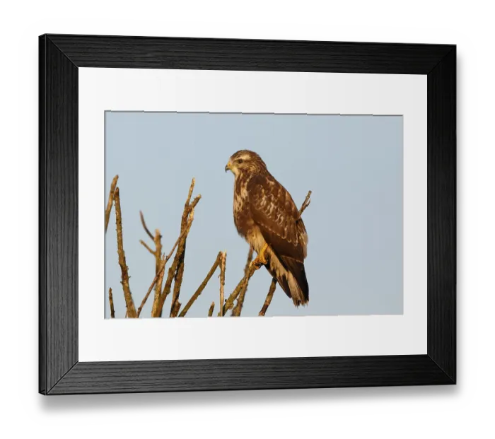 Framed Print : Common Buzzard (Buteo buteo) perched on a branch