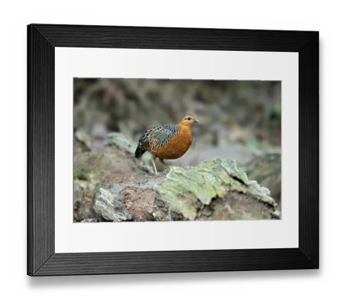 Framed Print : Ferruginous Partridge (Caloperdix oculeus oculeus) male perched on the ground Framed Print : Ferruginous Partridge (Caloperdix oculeus oculeus) male perched on the ground
