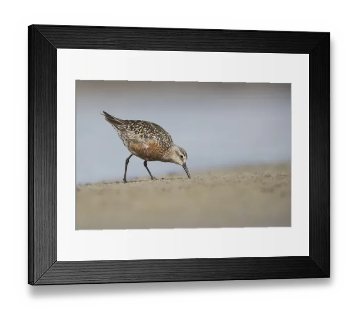 Framed Print : Curlew Sandpiper (Calidris ferruginea) foraging Framed Print : Curlew Sandpiper (Calidris ferruginea) foraging