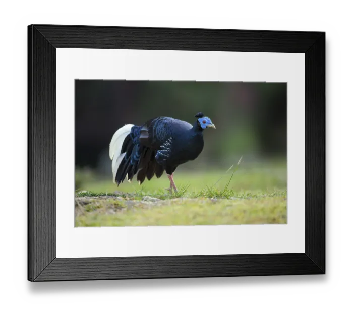 Framed Print : Crested Fireback (Lophura ignita rufa) male