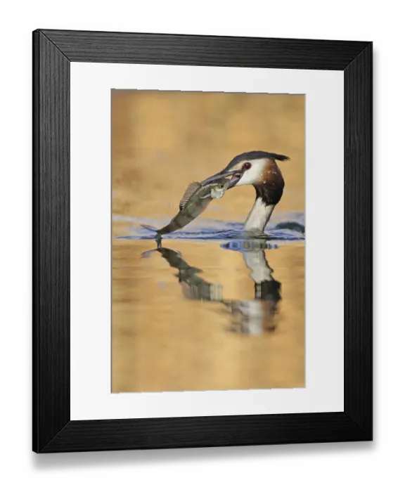 Framed Print : Great Crested Grebe (Podiceps cristatus) Framed Print : Great Crested Grebe (Podiceps cristatus)