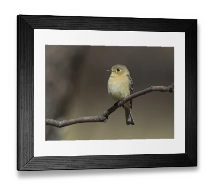 Framed Print : Buff-breasted Flycatcher (Empidonax fulvifrons)