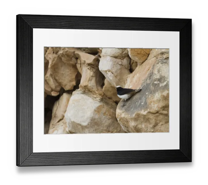 Framed Print : Arabian Wheatear (Oenanthe lugentoides)