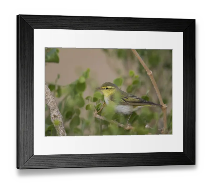 Framed Print : Wood Warbler (Phylloscopus sibilatrix), Oman, Asia Framed Print : Wood Warbler (Phylloscopus sibilatrix), Oman, Asia