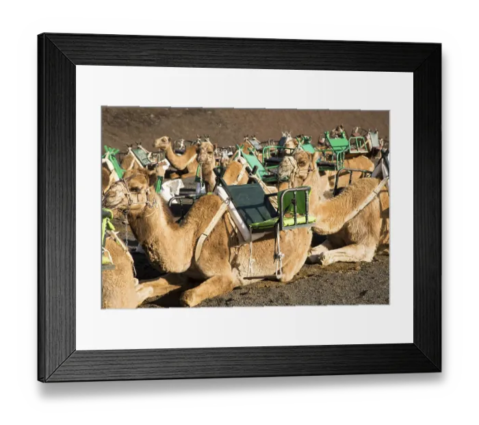 Framed Print : Camels in Parque Nacional de Timanfaya
