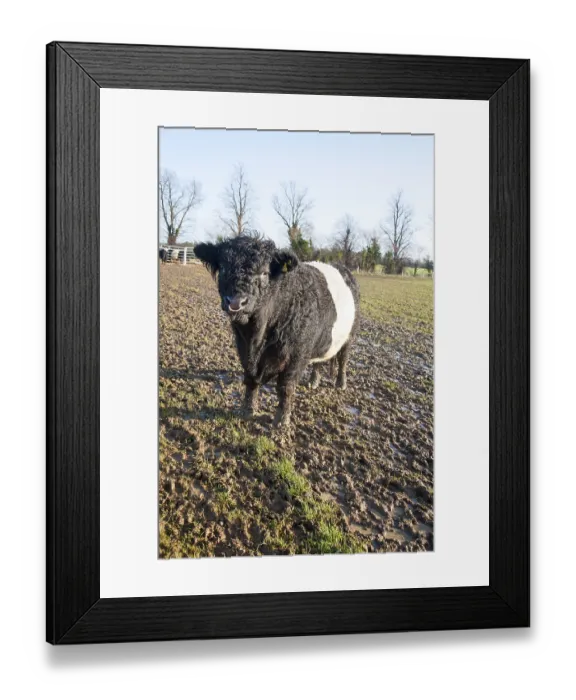 Framed Print : Rare breed Belted Galloway beef cattle herd at Lux farm