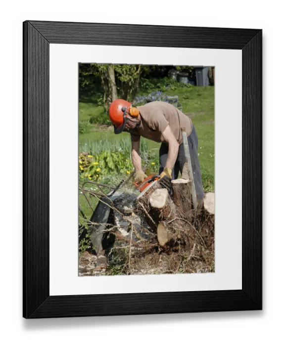 Framed Print : Man using chainsaw to cut down tree stump Framed Print : Man using chainsaw to cut down tree stump
