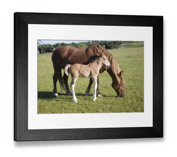 Framed Print : The Suffolk Punch Trust breeding colony