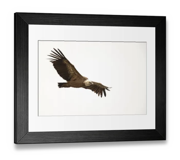 Framed Print : Griffon vulture (Gyps fulvus), Andalusia Framed Print : Griffon vulture (Gyps fulvus), Andalusia