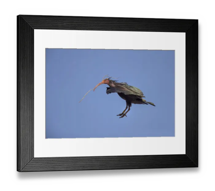 Framed Print : Northern bald ibis (Geronticus eremita)