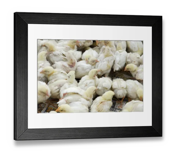 Framed Print : Chicken chicks, domestic chicken