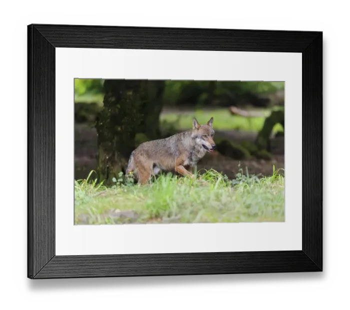 Framed Print : A gray wolf (Canis lupus lupus) walks along the edge of the forest on a cloudy day