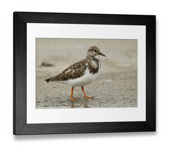 Framed Print : In a light plumage... Turnstone (Arenaria interpres) Framed Print : In a light plumage... Turnstone (Arenaria interpres)