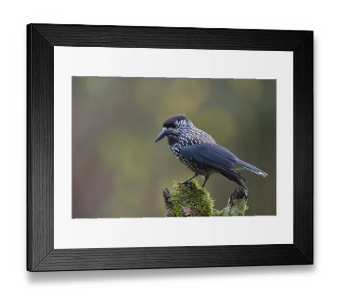 Framed Print : The nutcracker... Nutcracker (Nucifraga caryocatactes) perches in typical raven manner on a rotten tree stump Framed Print : The nutcracker... Nutcracker (Nucifraga caryocatactes) perches in typical raven manner on a rotten tree stump