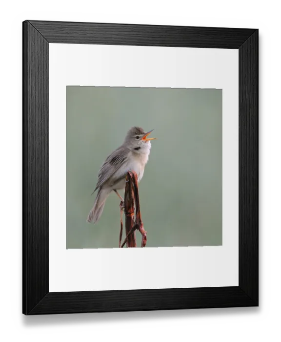 Framed Print : Marsh warbler (Acrocephalus palustris)