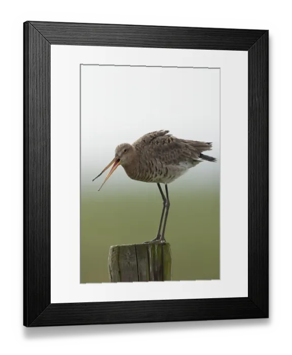 Framed Print : Black-tailed godwit (Limosa limosa)