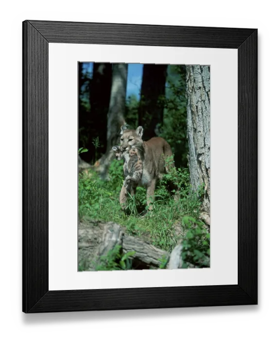 Framed Print : Cougar, female carrying cub (Felis concolor) Framed Print : Cougar, female carrying cub (Felis concolor)