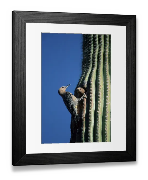 Framed Print : Gila Woodpecker (Melanerpes uropygialis) pair