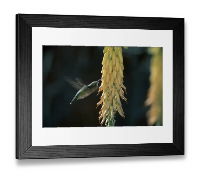 Framed Print : Calliope hummingbird, female, Sonora Desert