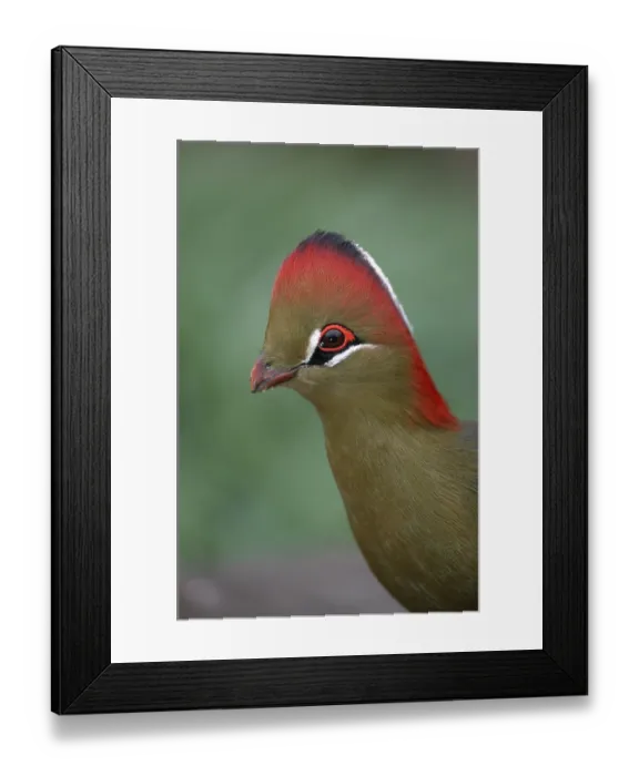 Framed Print : Fisherman's turaco (Tauraco fischeri) Framed Print : Fisherman's turaco (Tauraco fischeri)
