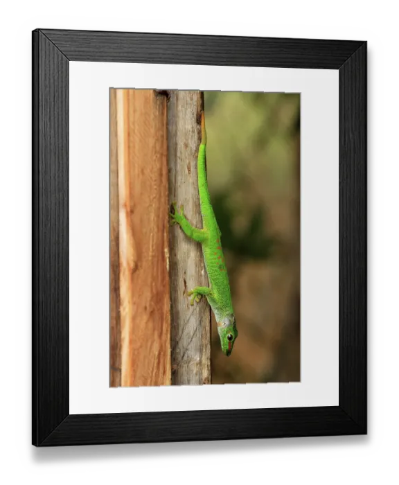 Framed Print : Madagascar giant day gecko (Phelsuma madagascariensis grandis)