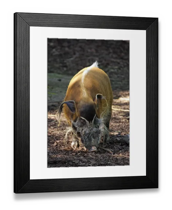 Framed Print : Red River Hog (Potamochoerus porcus pictus)