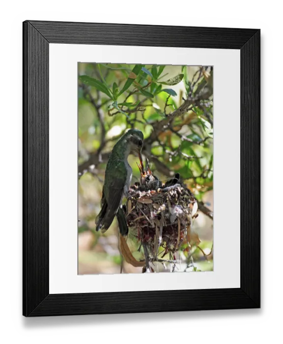 Framed Print : Broad-billed hummingbird (Cynanthus latirostris)