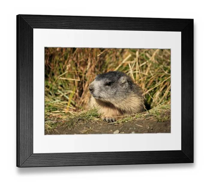 Framed Print : Young Alpine Marmot (Marmota marmota)