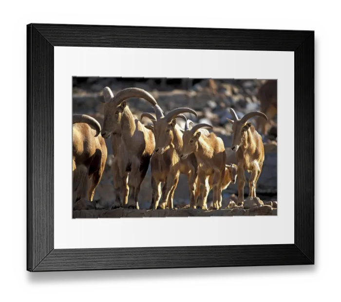 Framed Print : Barbary Sheep (Ammotragus lervia)