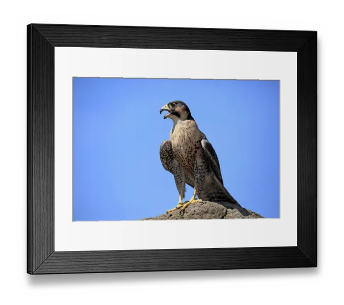 Framed Print : Peregrine falcon (Falco peregrinus), male Framed Print : Peregrine falcon (Falco peregrinus), male
