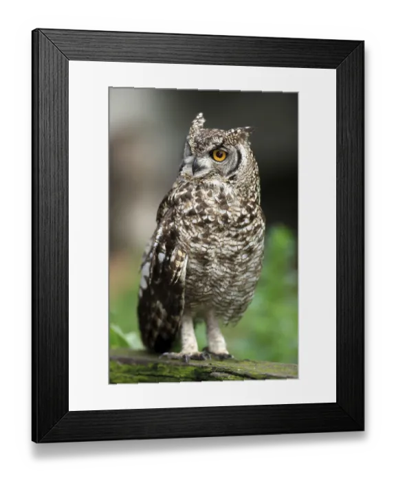 Framed Print : Spotted Eagle-owl (Bubo africanus)