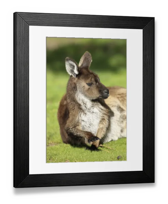 Framed Print : Western Grey Kangaroo (Macropus fuliginosus) Framed Print : Western Grey Kangaroo (Macropus fuliginosus)