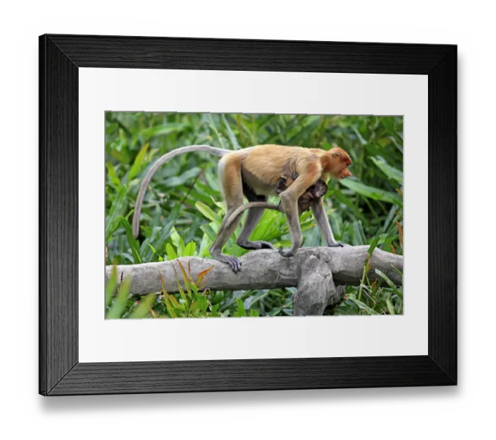 Framed Print : Proboscis monkeys (Nasalis larvatus)