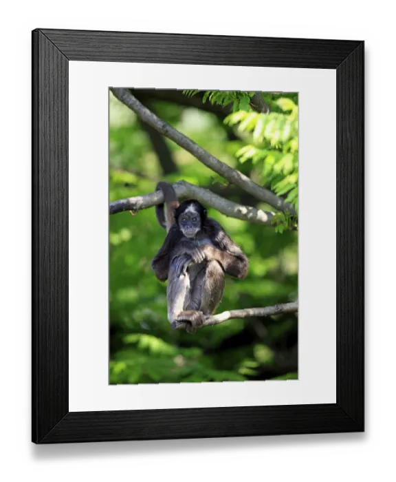 Framed Print : Variegated Spider Monkey (Ateles belzebuth hybridus)