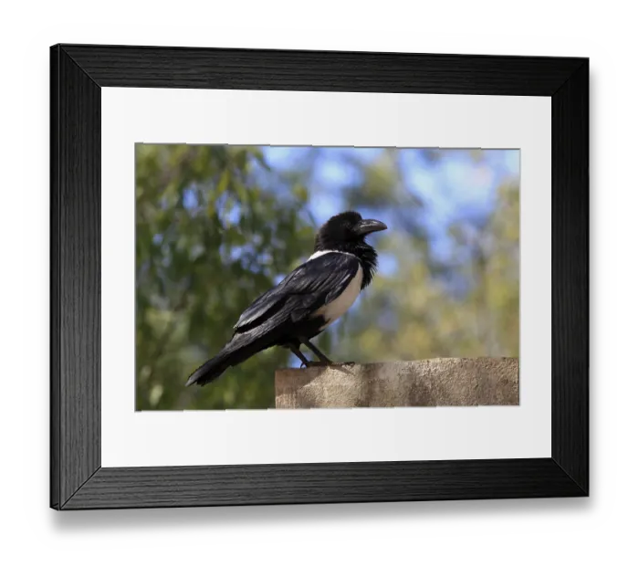 Framed Print : Pied Crow (Corvus albus), Berenty Reserve