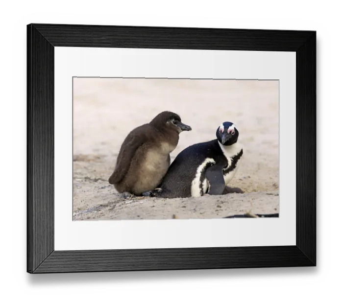 Framed Print : African penguin (Spheniscus demersus) with young