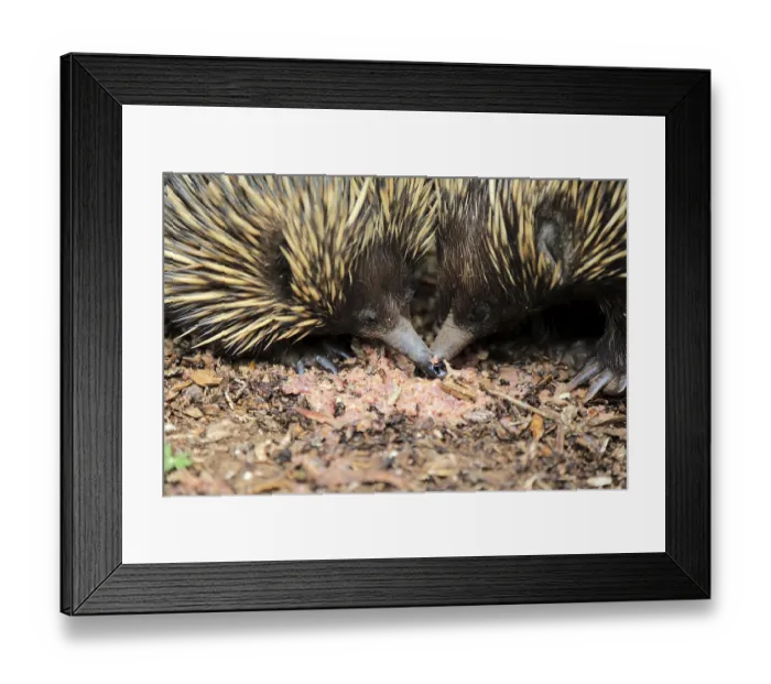 Framed Print : Short-beaked Echidna (Tachyglossus aculeatus) Framed Print : Short-beaked Echidna (Tachyglossus aculeatus)