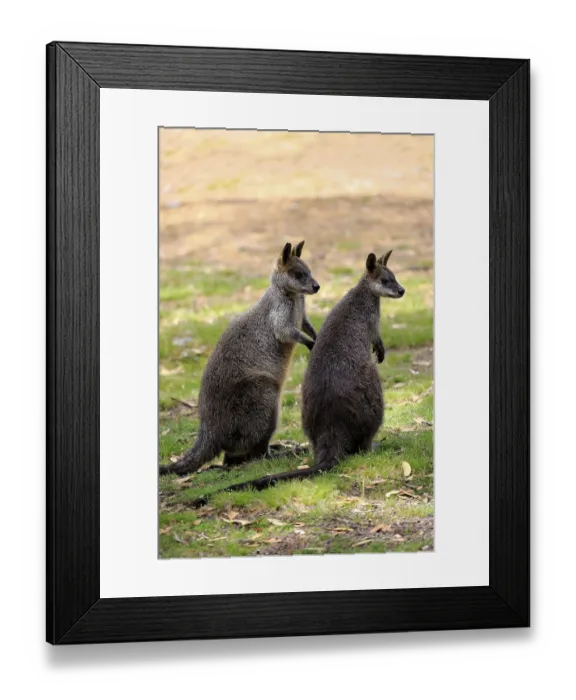 Framed Print : Swamp wallaby (Wallabia bicolor) Framed Print : Swamp wallaby (Wallabia bicolor)