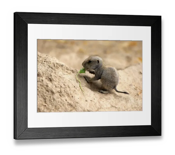 Framed Print : Black Tailed Prairie Dog (Cynomys ludovicianus)