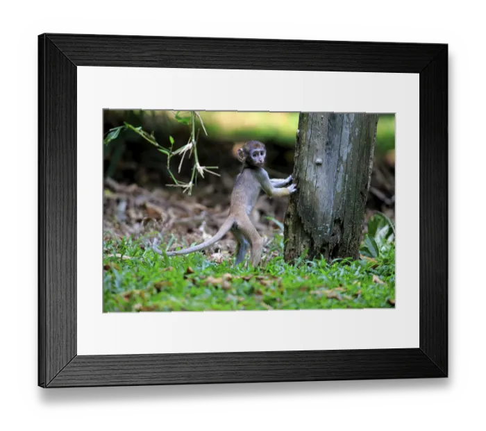 Framed Print : Patas monkey, red monkey, common patas monkey (Erythrocebus patas patas) Framed Print : Patas monkey, red monkey, common patas monkey (Erythrocebus patas patas)