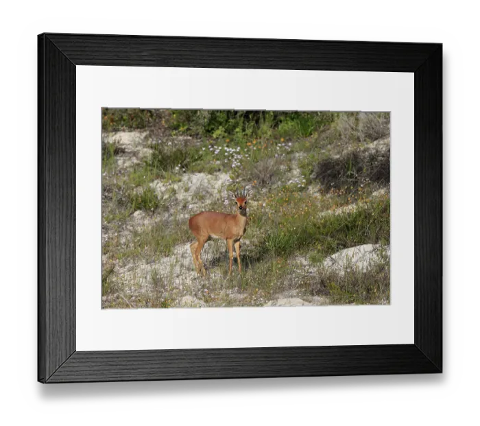 Framed Print : Steenbok (Raphicerus campestris)