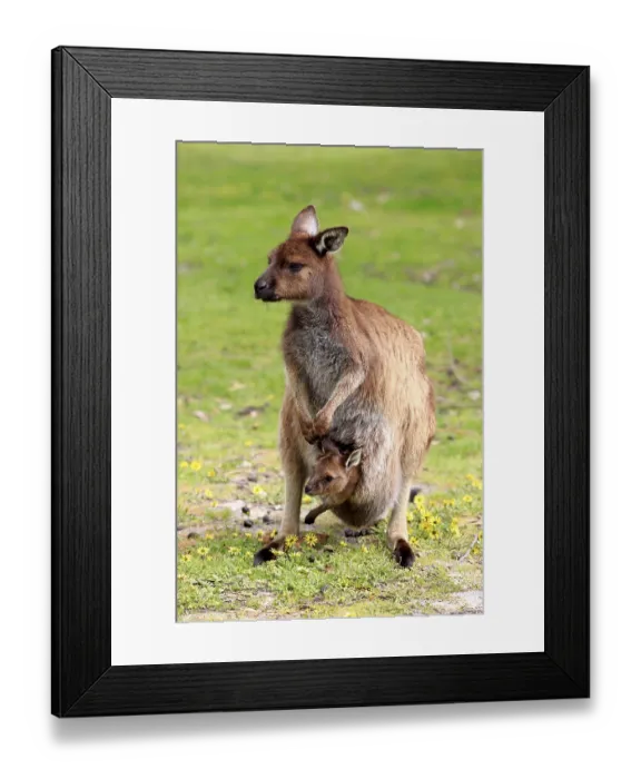 Framed Print : Kangaroo Island Kangaroo (Macropus fuliginosus fuliginosus)