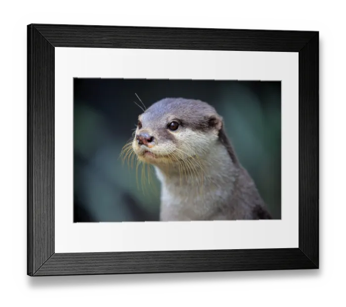 Framed Print : Oriental small clawed Otter, adult Framed Print : Oriental small clawed Otter, adult