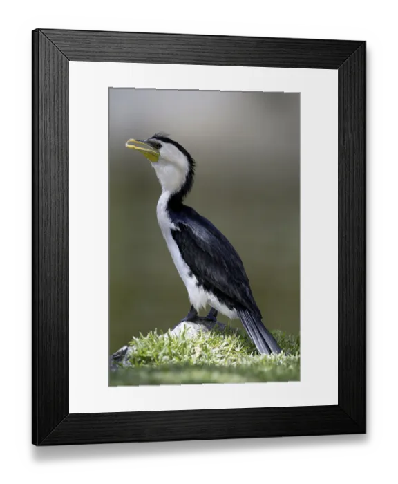 Framed Print : Little Pied Cormorant, Little Shag or Kawaupaka (Phalacrocorax melanoleucos) Framed Print : Little Pied Cormorant, Little Shag or Kawaupaka (Phalacrocorax melanoleucos)