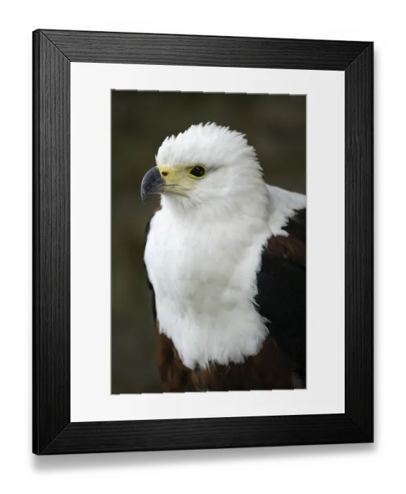 Framed Print : African Fish Eagle (Haliaeetus vocifer)